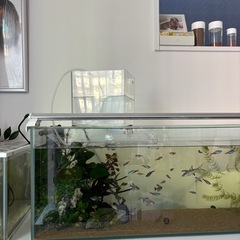 熱帯魚１匹100円から