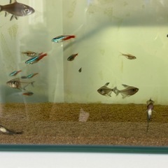 熱帯魚１匹100円からの画像