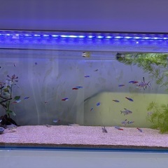 熱帯魚１匹100円からの画像
