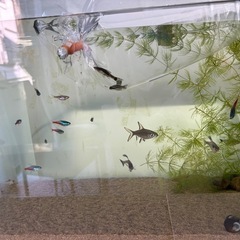 熱帯魚１匹100円からの画像