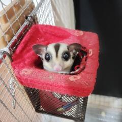モモンガ　決まりました。