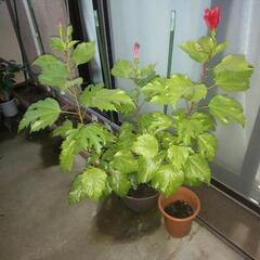 鉢植え(ハイビスカス、ガジュマル)