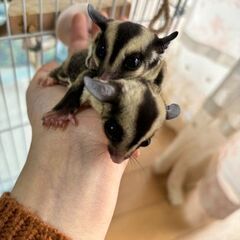 モモンガメス2匹