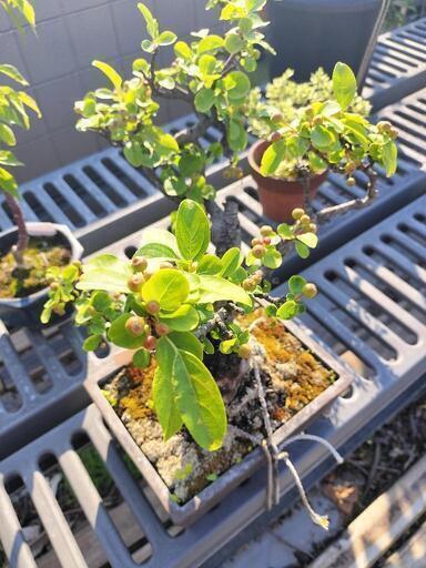 亡き祖父の年代物のウケザキカイドウの盆栽（横浜の自宅に本日中に引き取りに来られる方募集）