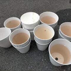 胡蝶蘭鉢8～9号鉢 陶器製・プラスチック製【取りに来ていただける...
