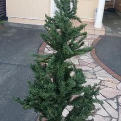 クリスマスツリー