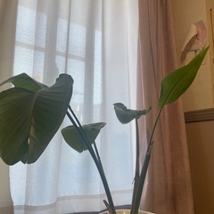 観葉植物