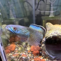 アリストネイの画像