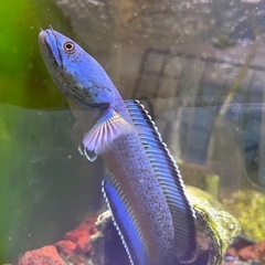 アリストネイの画像