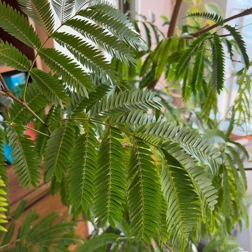 観葉植物　エバーグリーン