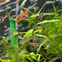 熱帯魚🐠グッピー💜
