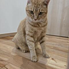 ネコバス　５歳くらい