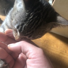 里親様募集
