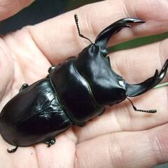 三重県産オオクワガタ F2 ♂73ミリ ♀47ミリ ペア