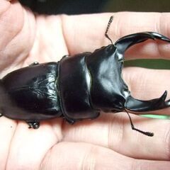 三重県産オオクワガタ F2 ♂73ミリ ♀47ミリ ペアの画像