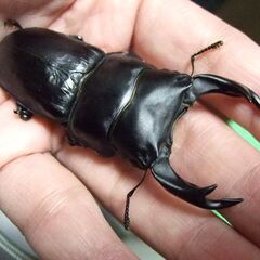 三重県産オオクワガタ F2 ♂73ミリ ♀47ミリ ペアの画像