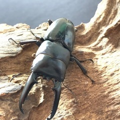 （決まりました）ツシマヒラタ　クワガタ　♂♀♀トリオ 