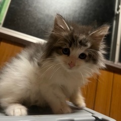 ノルウェージャンフォレストキャット︎︎ ♀
