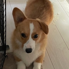 コーギー雌 里親を探しています - 犬
