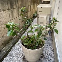 くちなしの花　植木鉢