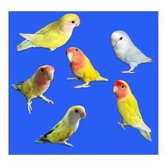 コザクラインコ