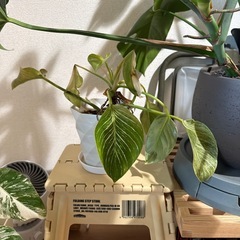 フィロデンドロン　バーキン