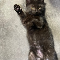 黒猫の男の子🐈‍⬛12/21,22譲渡会参加予定！