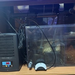 海水魚　水槽90センチの画像