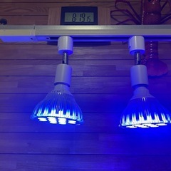 海水魚　水槽90センチの画像