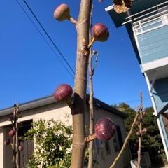 いちじく　穂木5本の画像