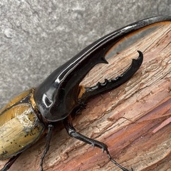 品川区フリマ/ヘラクレスオオカブト格安販売