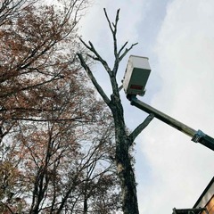 15メーター以下の枝払いをいたします 高い場所のアンテナ交換*電球の交換もいたします  那須町 高所作業車 − 栃木県