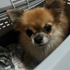 チワワ1歳半🧛‍♂️