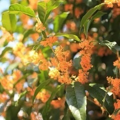 キンモクセイ
