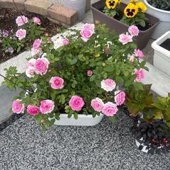 ミニバラ🌹プランター寄植え