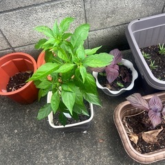 鉢植え