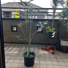 キンモクセイの画像
