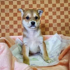 保護子犬の家族募集(長崎県動物管理所収容)(終生室内飼育)(面会...