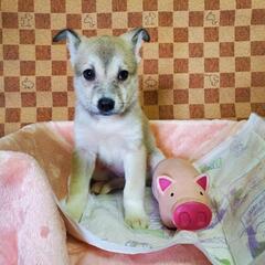 保護子犬の家族募集(長崎県動物管理所収容)(終生室内飼育)(面会は平日のみ)(大人2名同席) - 大村市