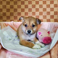 保護子犬の家族募集(長崎県動物管理所収容)(終生室内飼育)(面会は平日のみ)(大人2名同席) − 長崎県