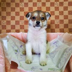 保護子犬の家族募集(長崎県動物管理所収容)(終生室内飼育)(面会は平日のみ)(大人2名同席) - 犬