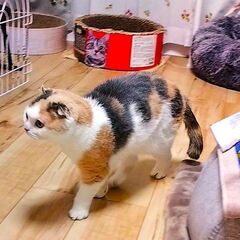 スコティッシュフォールド花ちゃん − 奈良県