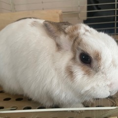 うさぎ　3歳　オス