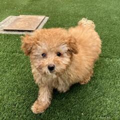 トイプードル　とてももふもふな子犬　3ヶ月