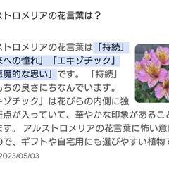 🐼アルストロメリア球根一株の画像