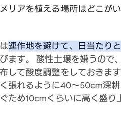 🐼アルストロメリア球根一株の画像