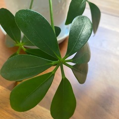 観葉植物の画像