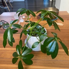 観葉植物