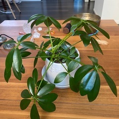 観葉植物の画像