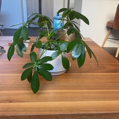 観葉植物の画像
